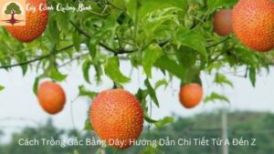 Cách Trồng Gấc Bằng Dây: Hướng Dẫn Chi Tiết Từ A Đến Z