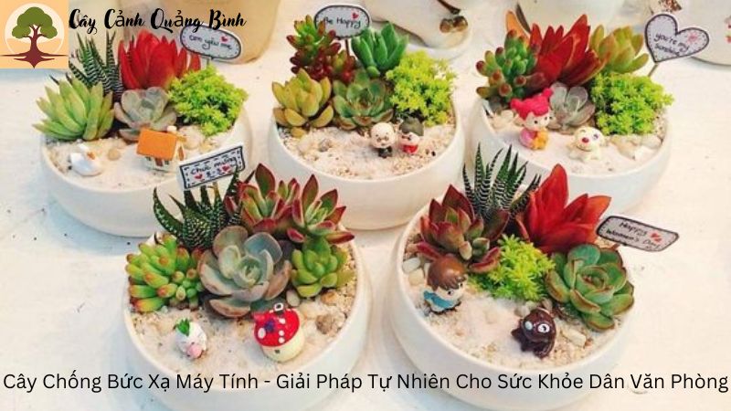 Cây Chống Bức Xạ Máy Tính – Giải Pháp Tự Nhiên Cho Sức Khỏe Văn Phòng