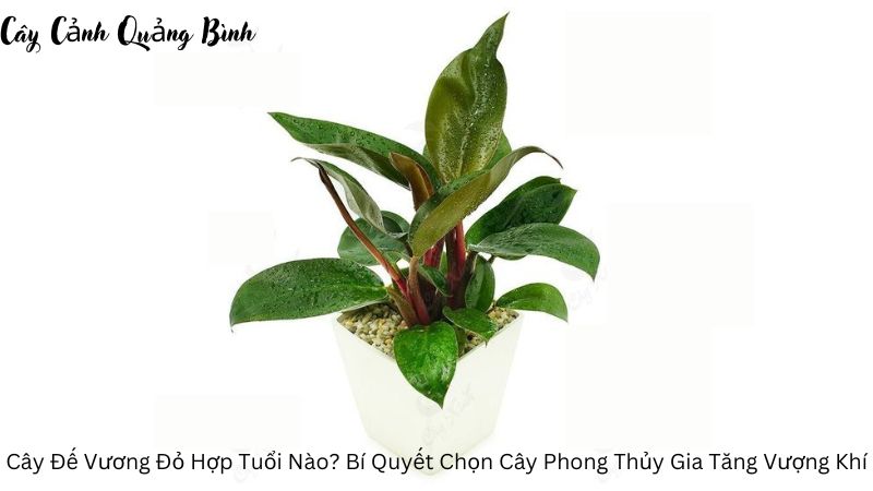 Cây Đế Vương Đỏ Hợp Tuổi Nào (1)