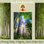 Cây Kim Giao Phong Thủy