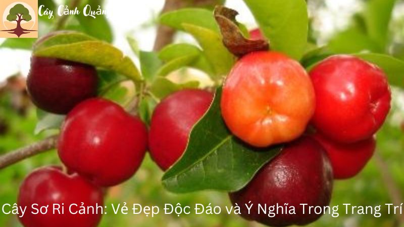 Cây Sơ Ri Cảnh: Vẻ Đẹp Độc Đáo và Ý Nghĩa Trong Trang Trí