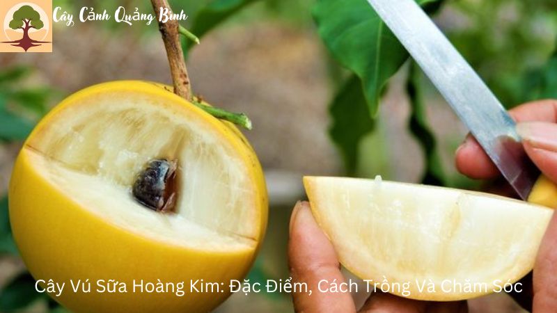 Cây Vú Sữa Hoàng Kim: Đặc Điểm, Cách Trồng Và Chăm Sóc