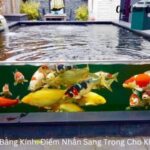 Hồ Cá Koi Mini Bằng Kính