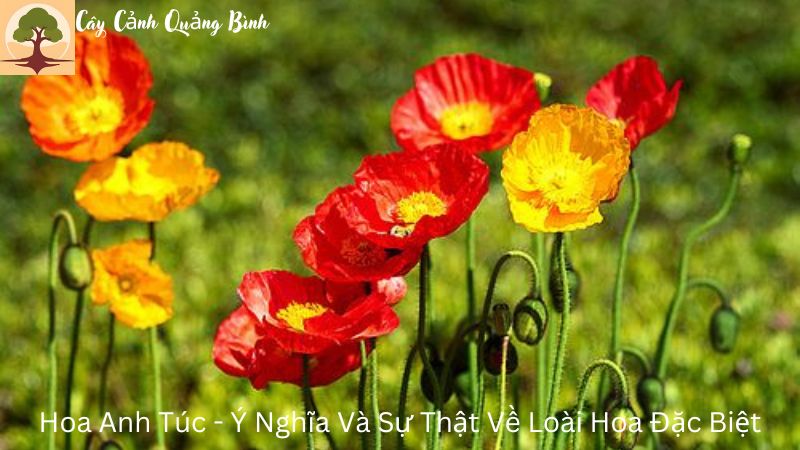 Hoa Anh Túc – Ý Nghĩa Và Sự Thật Về Loài Hoa Đặc Biệt