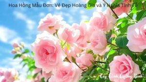 Hoa Hồng Mẫu Đơn: Vẻ Đẹp Hoàng Gia và Ý Nghĩa Tinh Tế