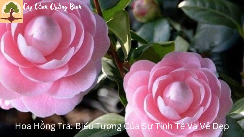 Hoa Hồng Trà: Biểu Tượng Của Sự Tinh Tế Và Vẻ Đẹp