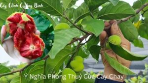 Ý Nghĩa Phong Thuỷ Của Cây Chay