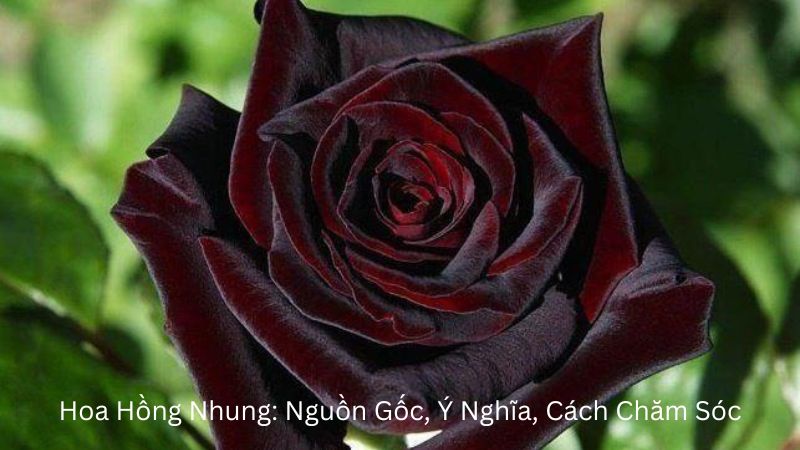 Hoa Hồng Nhung: Nguồn Gốc, Ý Nghĩa, Cách Chăm Sóc