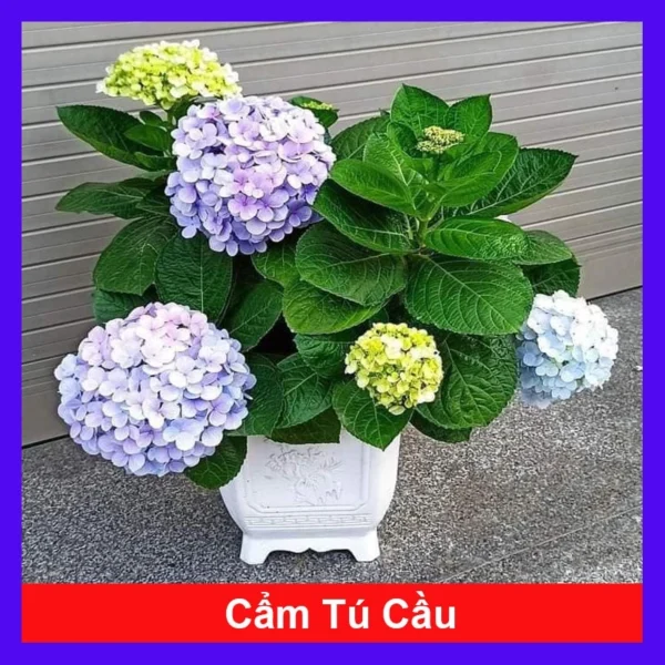 Cây Hoa Cẩm Tú Cầu - Cây Cảnh Đẹp Đổi Màu Theo Độ pH