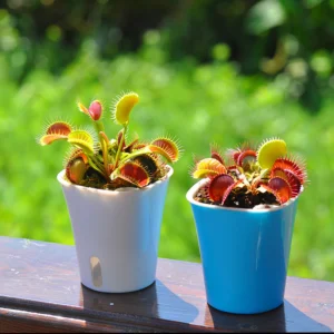 Cây Bẫy Kẹp – Venus Flytrap, Trang Trí Nhà Cửa